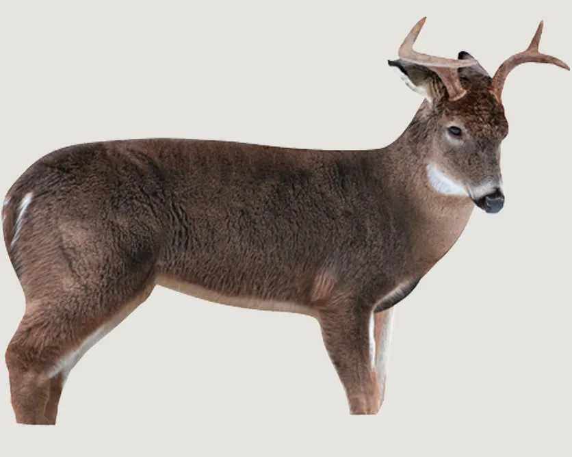 Montana Decoy Co The Freshman Buck Decoy